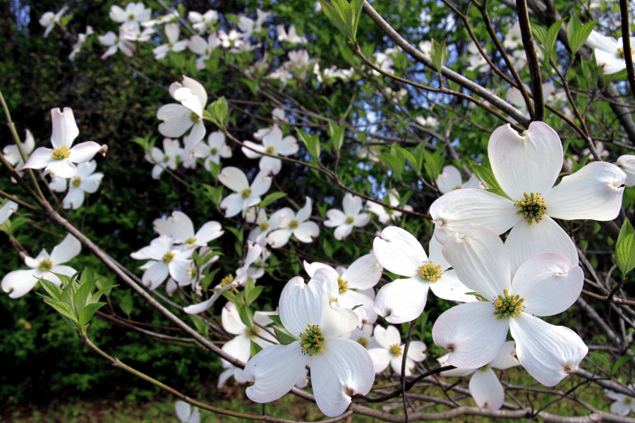 white Dogwood blossoms on a tree