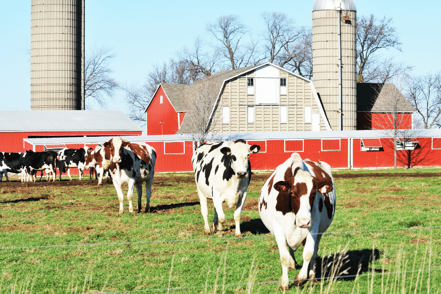 cows walking around at a dairy farm