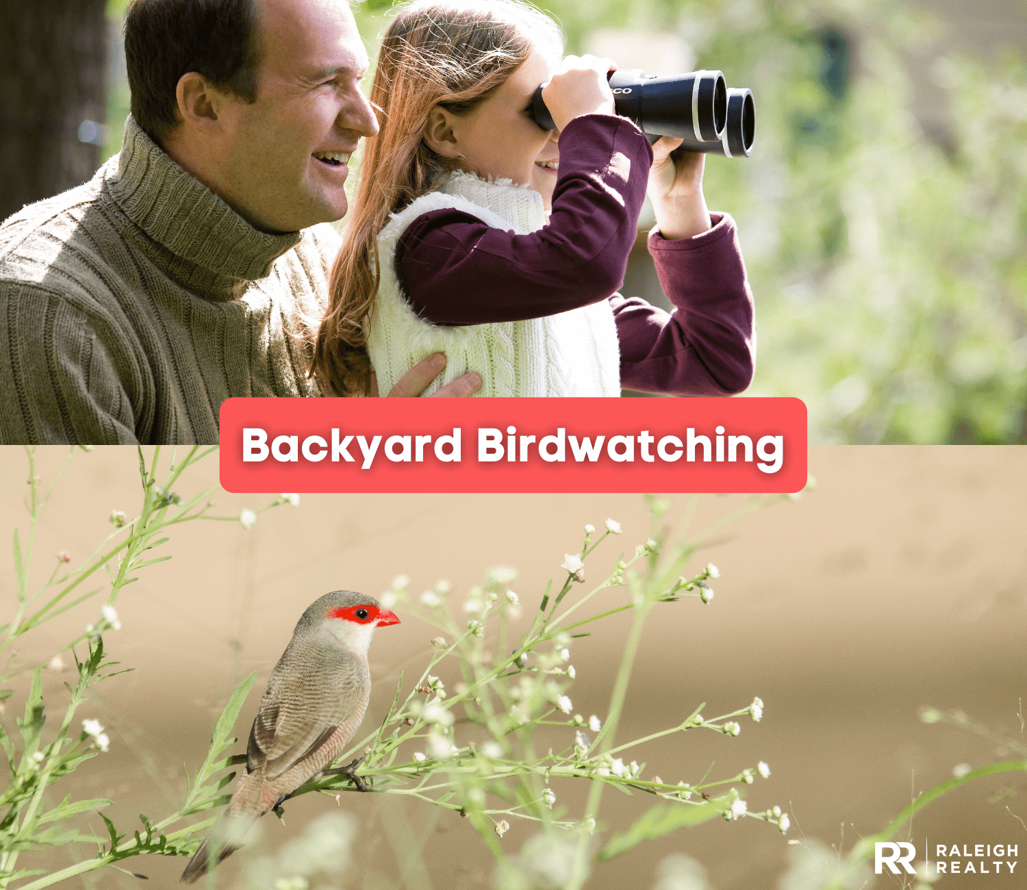 Homeowner's Guide to Birdwatching from your Backyard