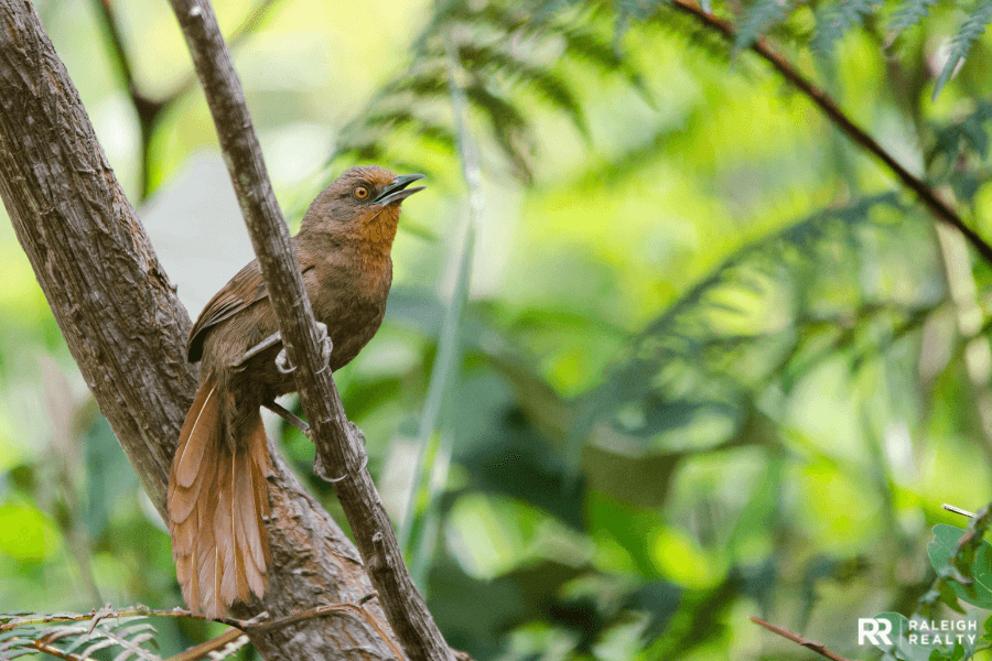 A bird in the backyard at a home