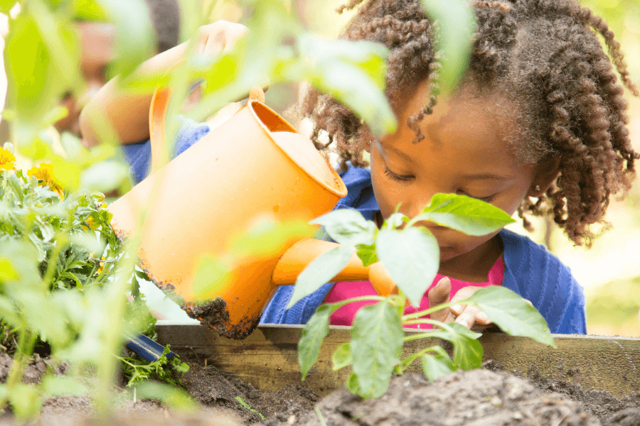 A little girl pouring water onto a plant in a garden