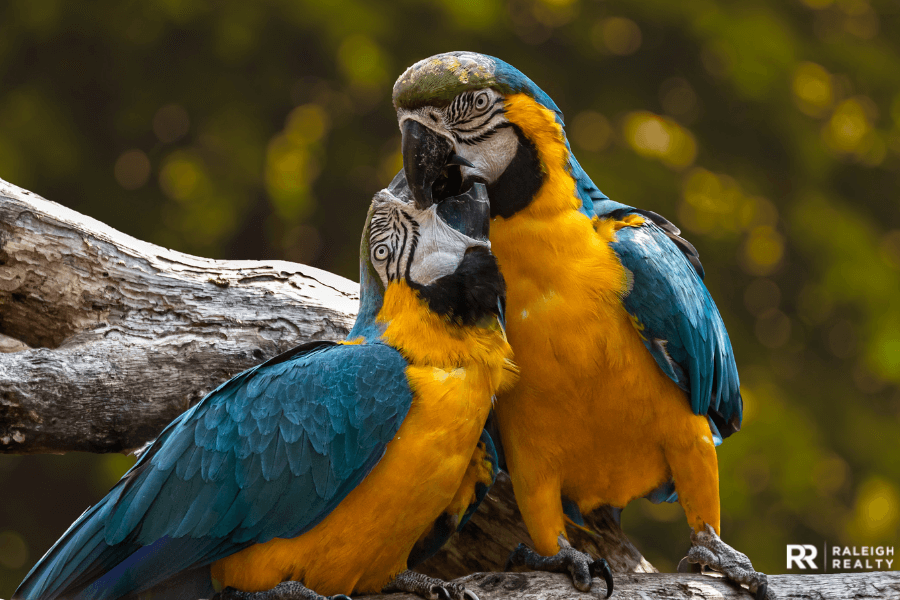 Exotic birds in the wild kissing and mating - love birds
