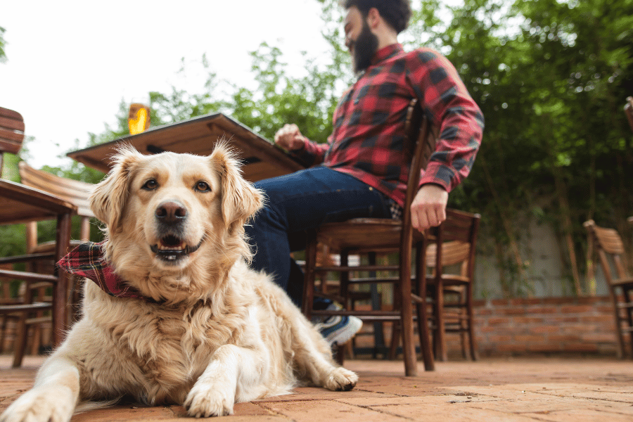 Is Raleigh Dog-Friendly?: The 7 Best Places to Take Your Dog in Raleigh, NC