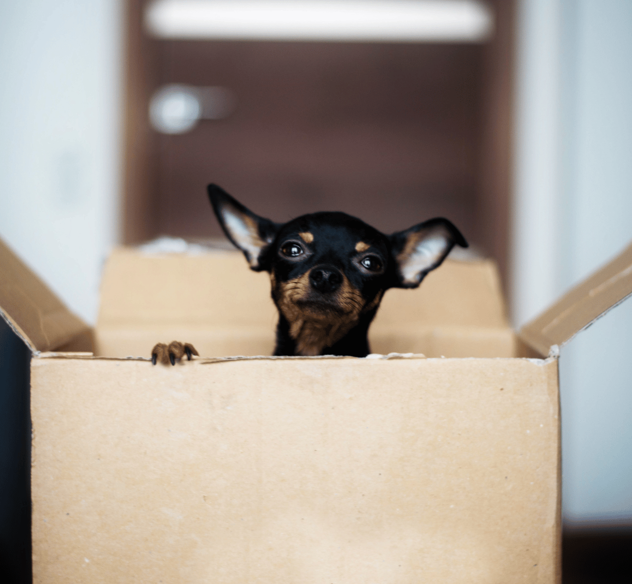 The Ultimate Guide to Moving With Pets