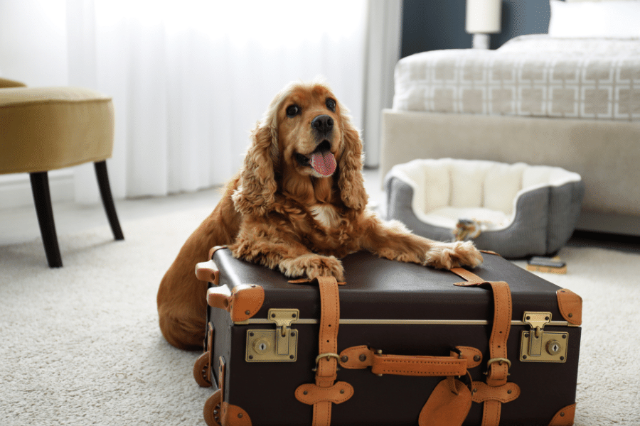 7 Best Pet-Friendly Hotels in Raleigh, NC