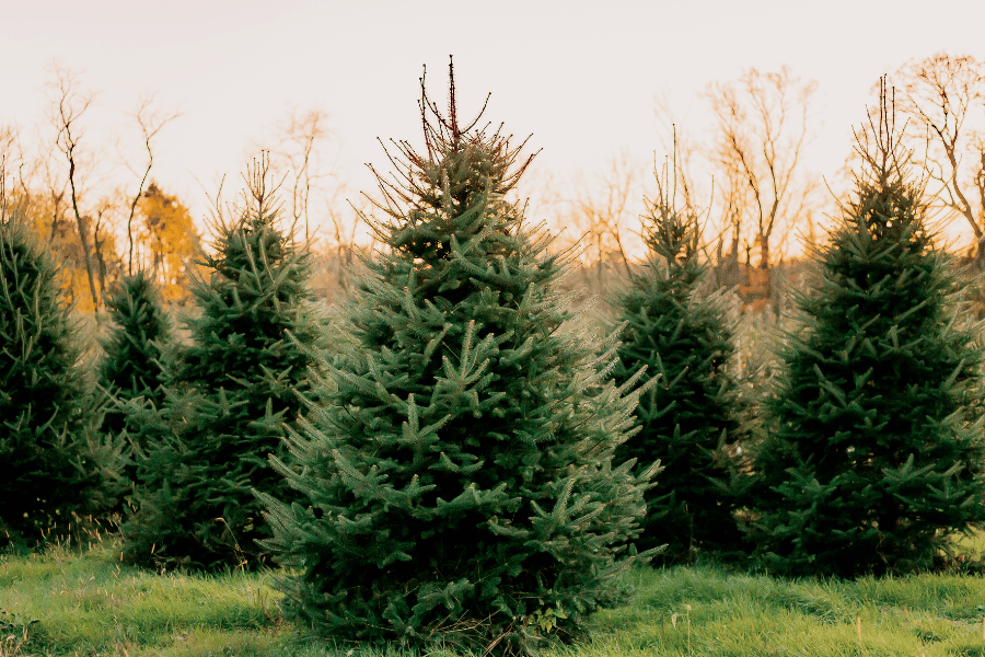 Where to Find a Christmas Tree in the Triangle?