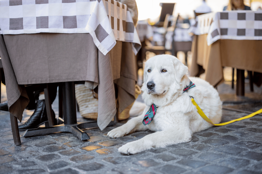 10 Dog Friendly Restaurants in Raleigh NC