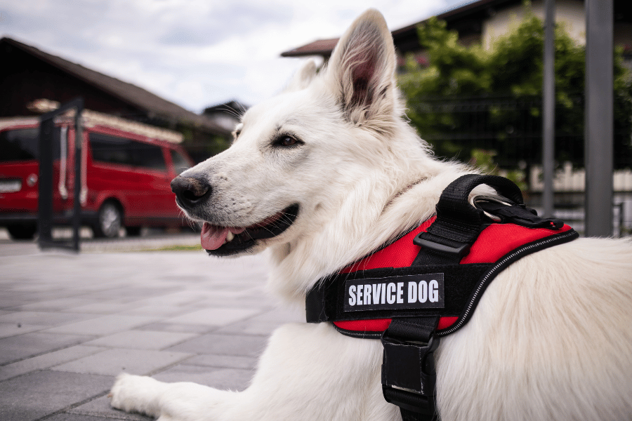 beautiful white fluffy dog wearing a service dog vest outside on a patio