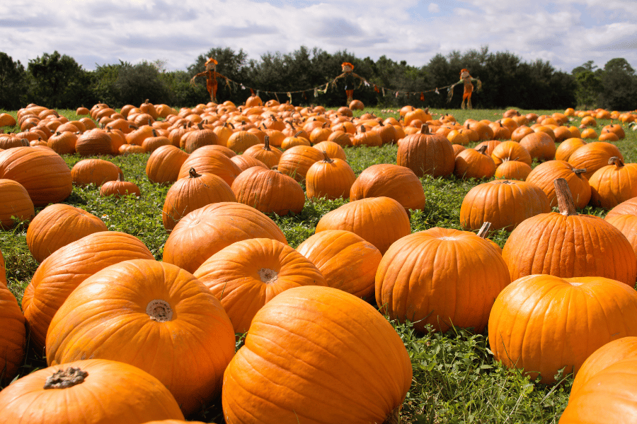 large pumpkins at a pumpkin patch for sale