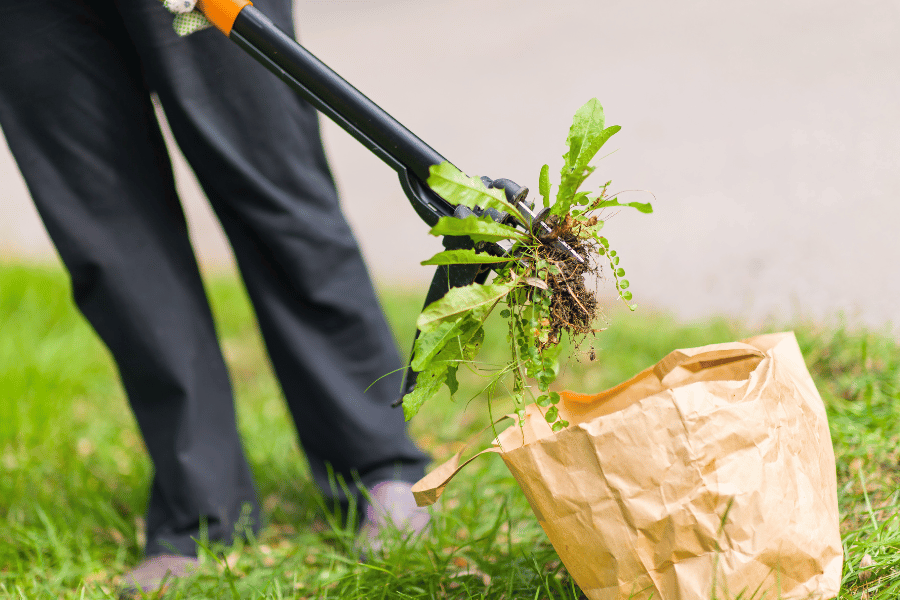 Carefully get rid of weeds