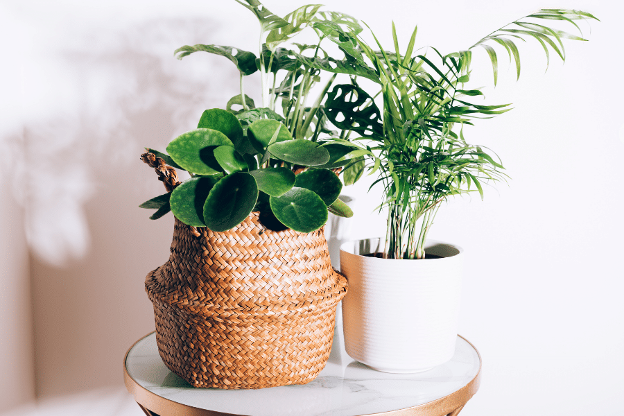 house plants in a basket and pot