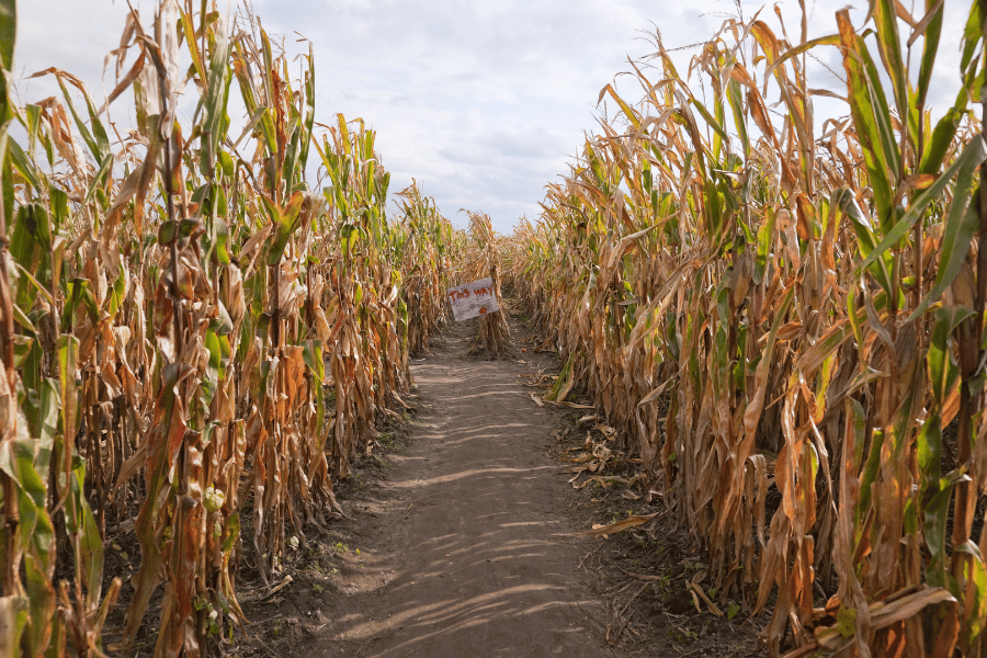 corn maze at a farm in the fall 