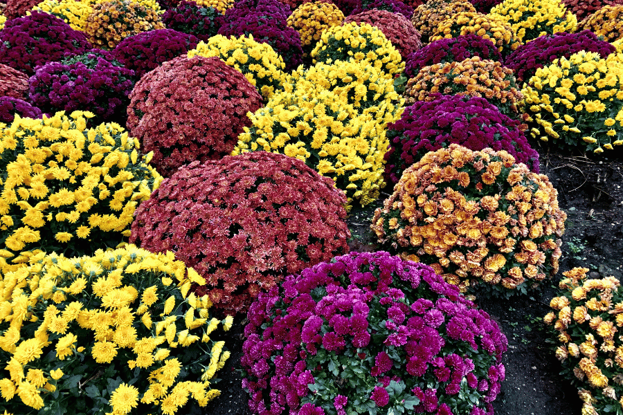 orange, yellow, and purple mums 