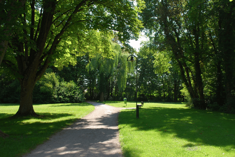 Trail with large trees and greenery around