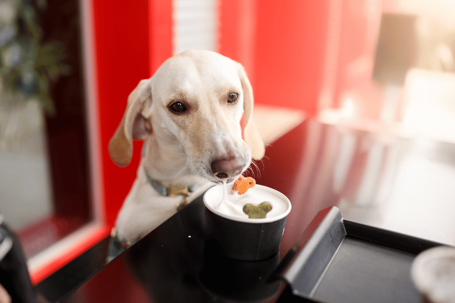 dog eating a treat at a restaurant on the table outside 