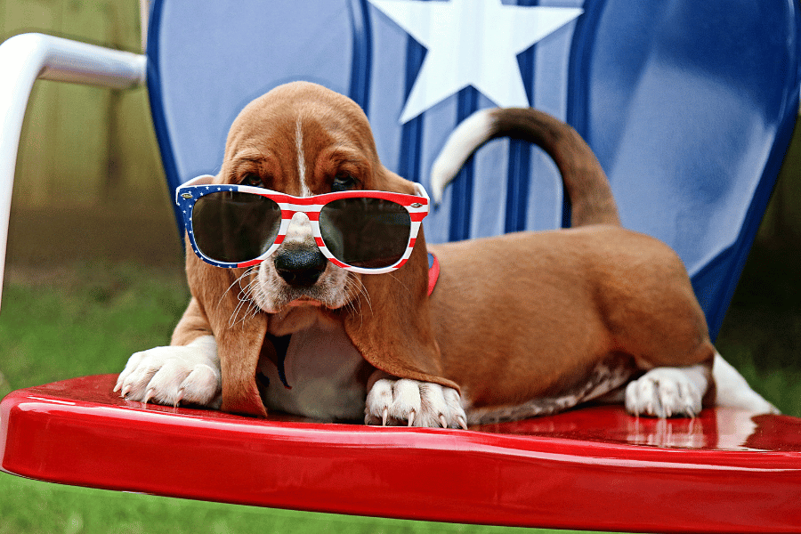 dog wearing sunglasses and celebrating the fourth of july