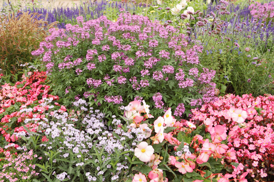 beautiful colorful flowers in a botanical garden