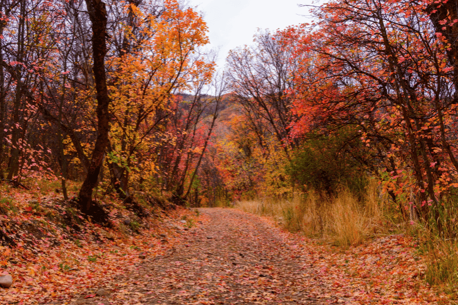 red, orange, and yellow leaves in the fall along a hiking trail