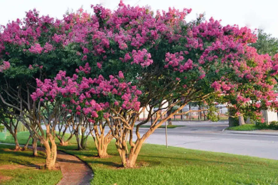 Beautiful pink crepe myrtle in full bloom