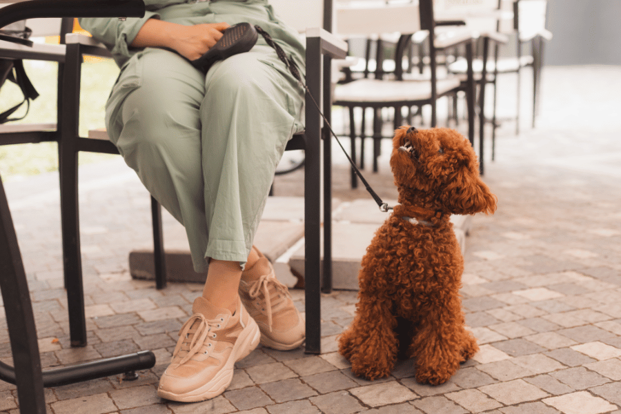 cute dog looking at owner when on a leash at a restaurant