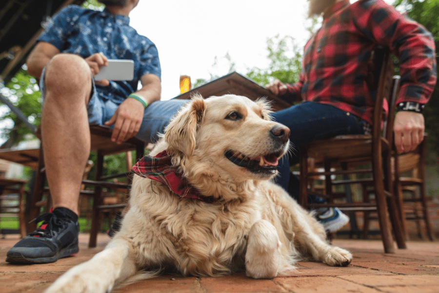 adorable dog at a brewery on the outdoor patio