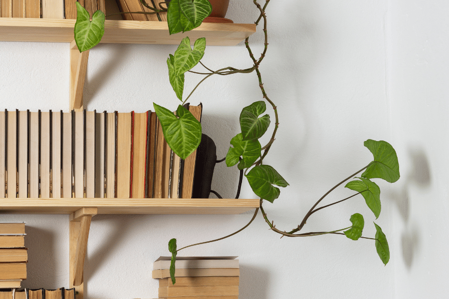 wood bookshelves in the bedroom with green house plants 