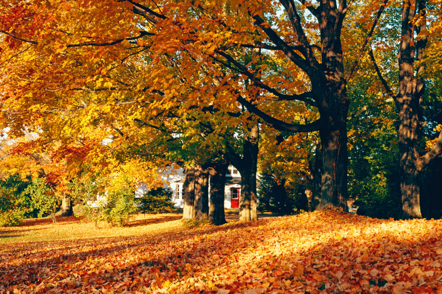 backyard covered in colorful yellow and orange leaves in the fall