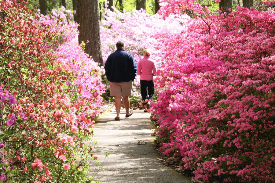 Azalea garden in Raleigh NC with public walking on path