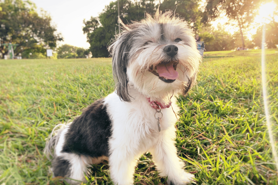 Cute dog smiling at a dog park with lush greenery