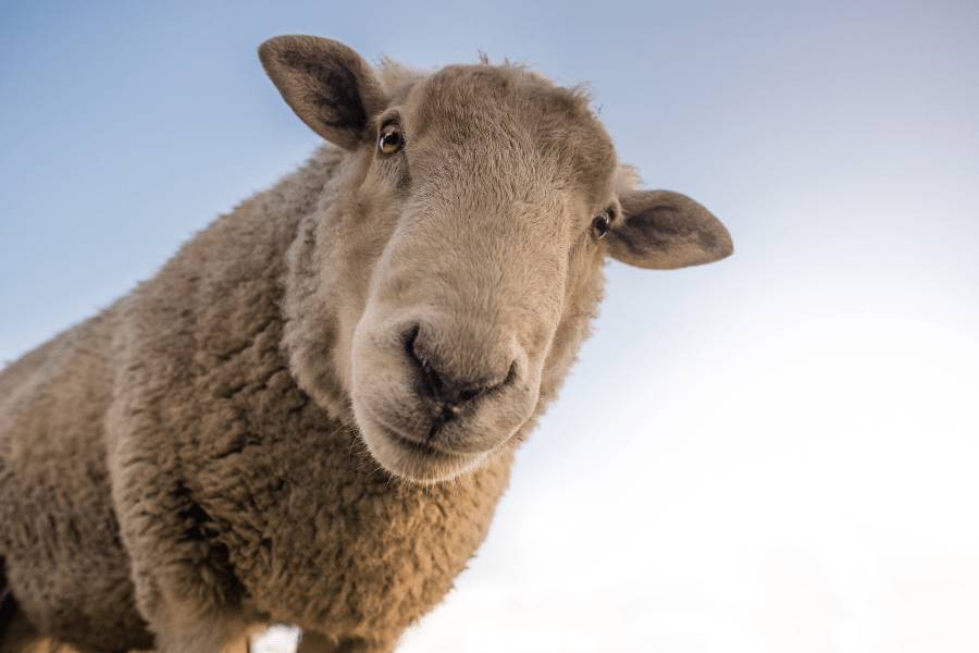 close up of sheep on a farm
