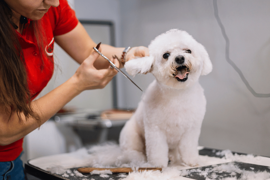 Happy white dog at a groomers