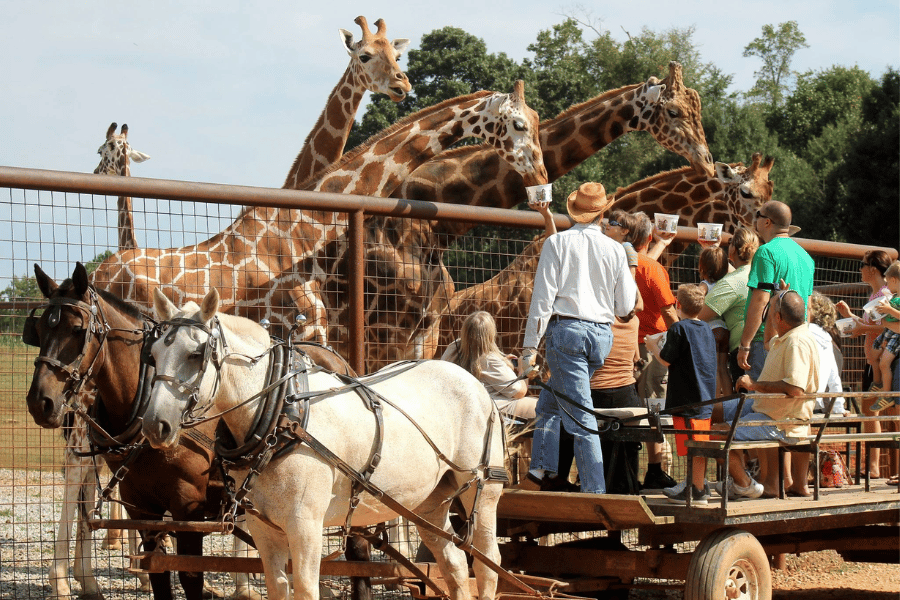 animal adventure giraffes on a sunny day