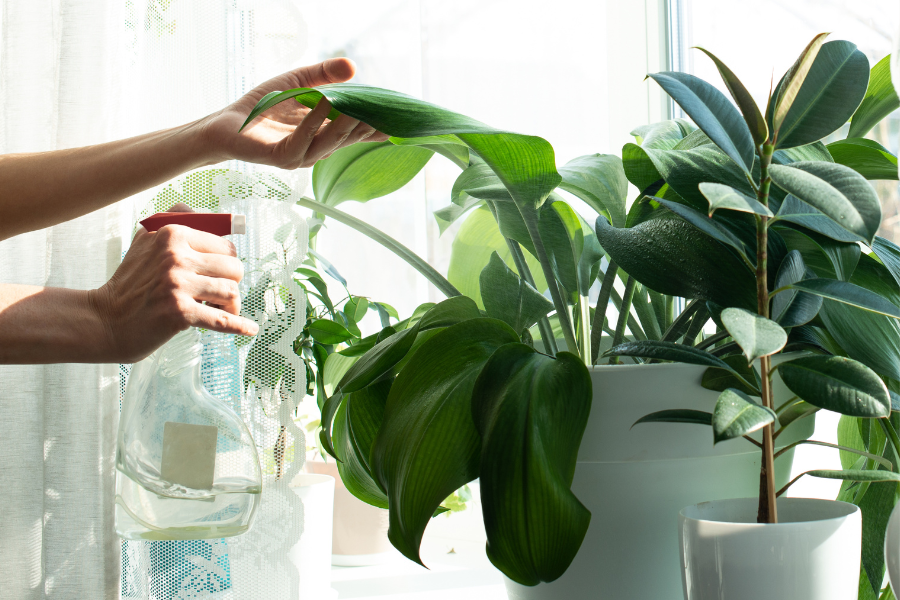 Photo of green indoor house plant getting watered