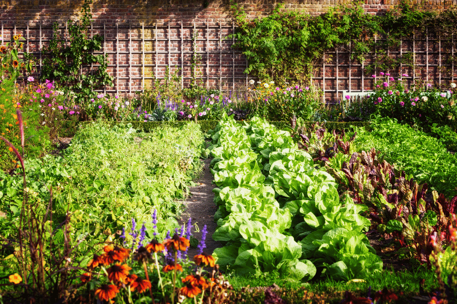summer vegetable garden in a backyard with flowers