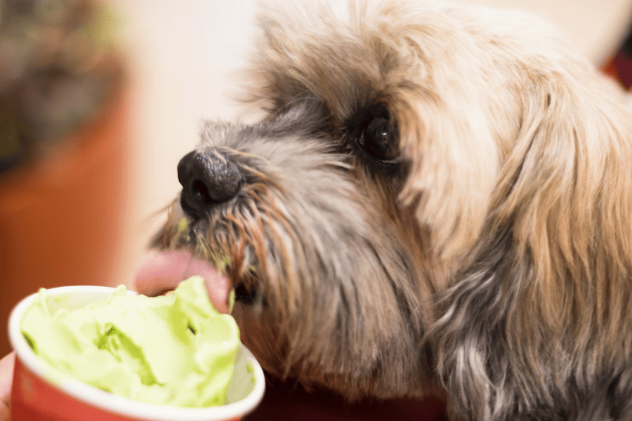 cute dog licking and eating dog-friendly ice cream out of a cup