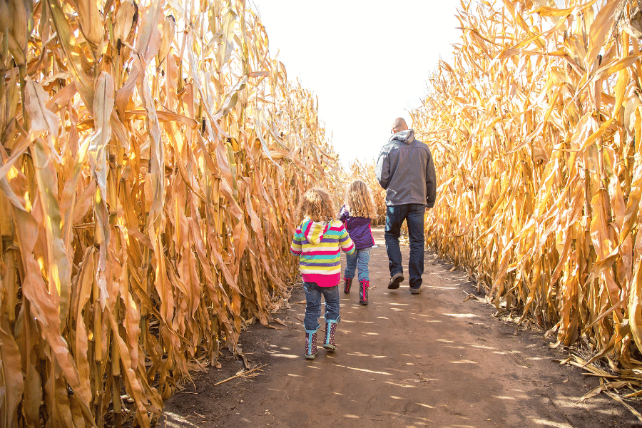 dad and two kids walking through a corn maze 