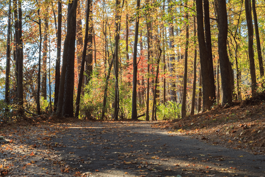 Walking trail in Raleigh, NC in the fall with beautiful colorful leaves