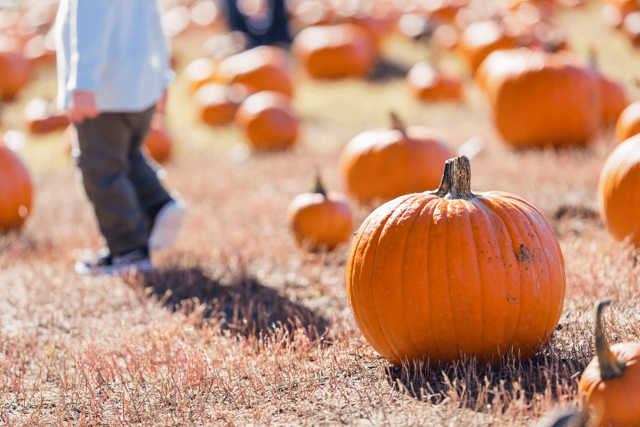 kid walking through a pumpkin patch with lots of orange pumpkins for sale