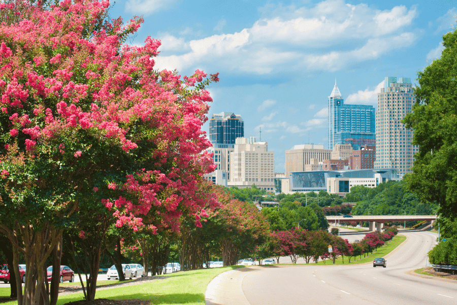 Driving into Downtown Raleigh NC with pink trees