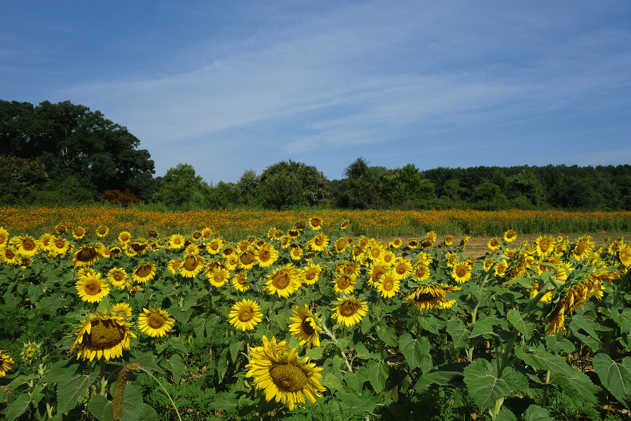 sunflower field at Dorothea Dix Park 