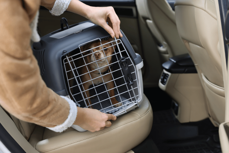 Make Your Pets Accustomed to Their Carrier Early