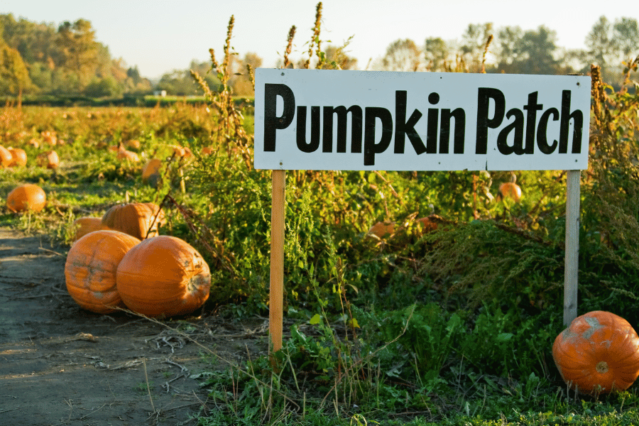 large pumpkin patch sign displayed in the fall 