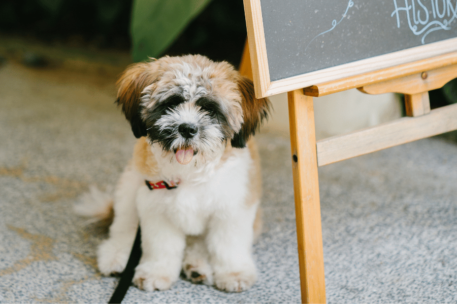 fluffy puppy at a restaurant near a sign