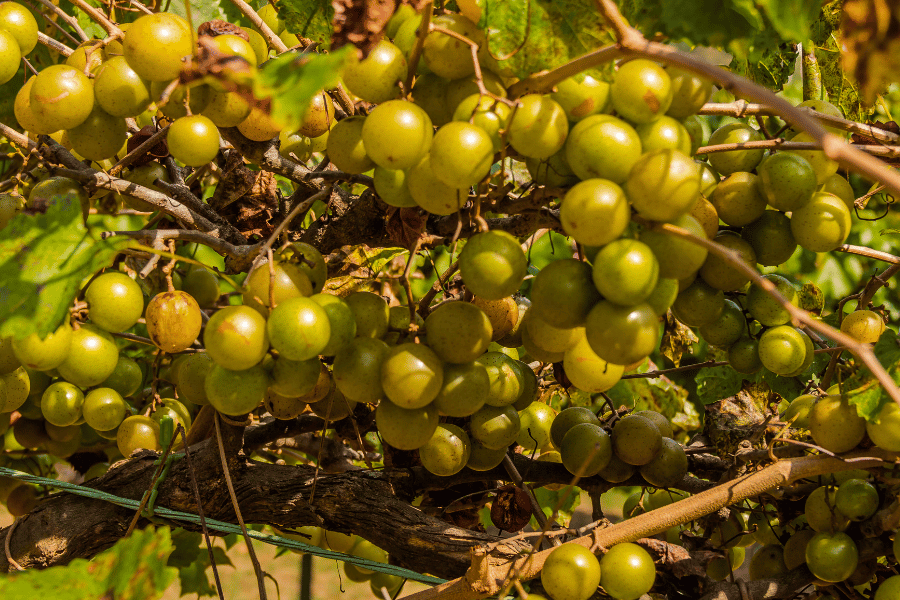 green muscadine grapes on vine which are native to the Southeastern United States