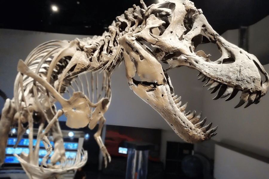 dinosaur skeleton at a museum
