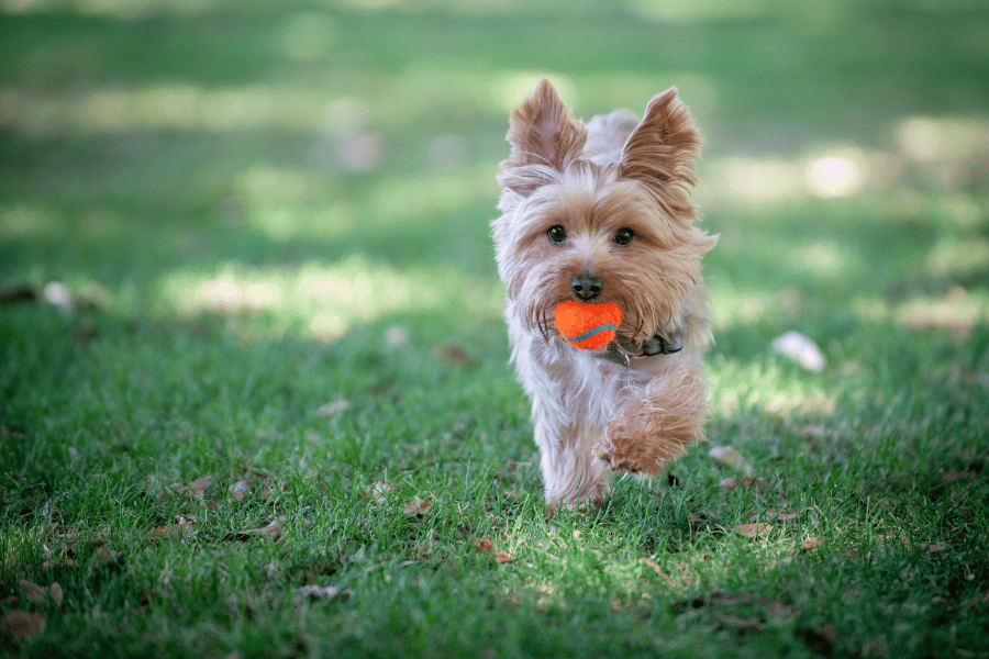 cute little dog playing fetch at the dog park in the grass