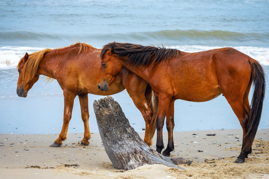 Wild Horses in the OBX on the beach walking