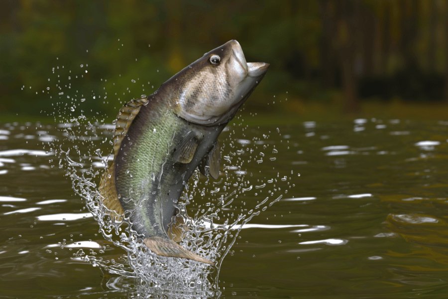 big bass jumping out of the water 