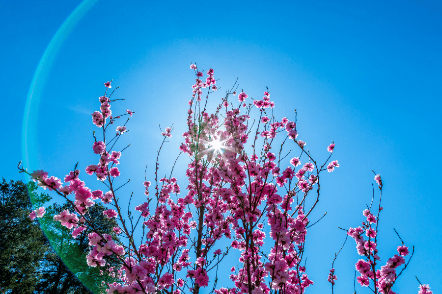 Pink flowers in Spring in Duke Gardens 