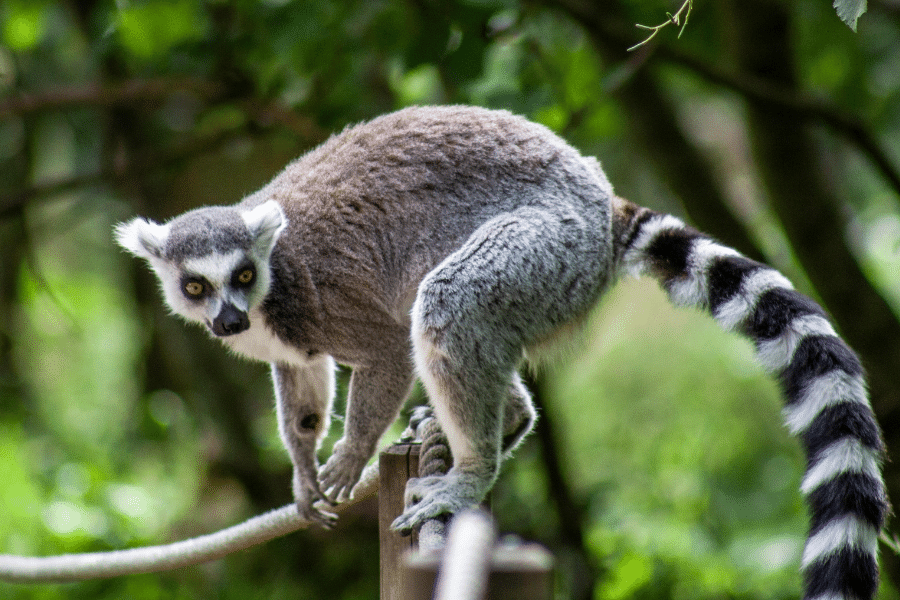 Lemur on a rope with trees in the background